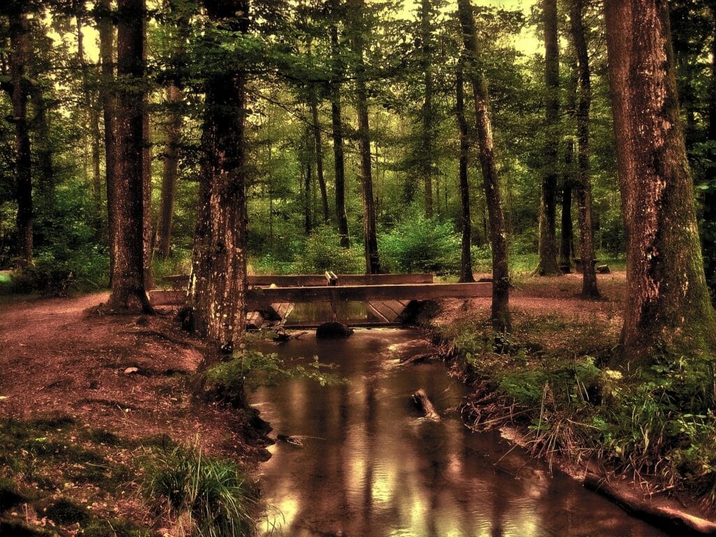forest, romantic, mystical, tree, bach, watercourse, wave, bridge, swimming pool, kneipp pool, wellness, hdr, the atmosphere, glade, reflection, earth, brown earth, nature, brown forest, brown tree, brown wellness, brown bridge, brown wave, brown mirror, brown waves